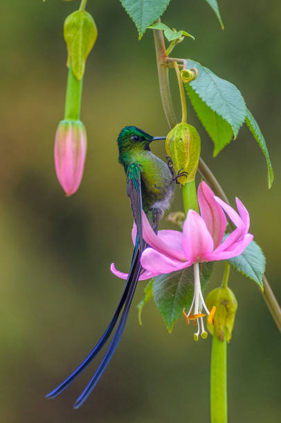 Long Tail Hummingbird on the Flower 1 stock photo