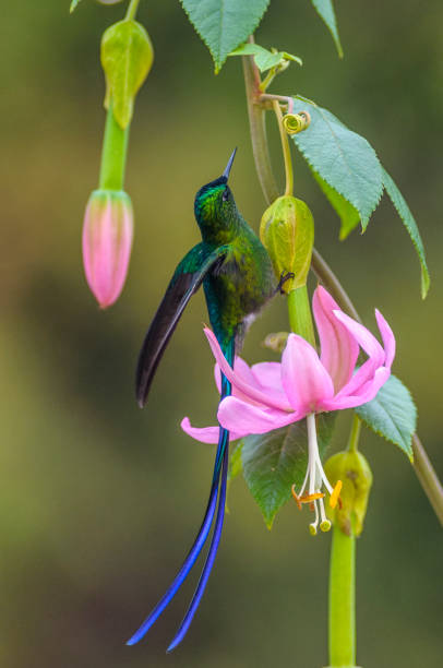 istock Long Tail Hummingbird on the Flower 2 843075610