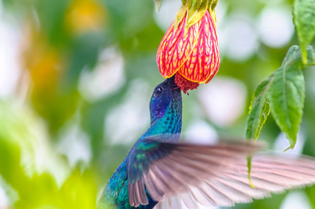 A beautiful hummingbird is eating from\n
