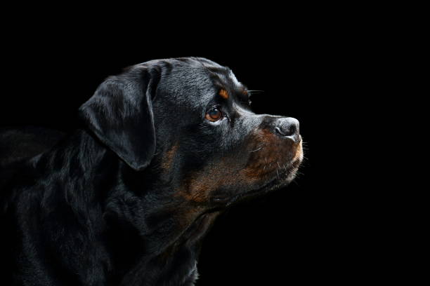 istock Rottweiler Profile Portrait in Studio with Black Background 843075728