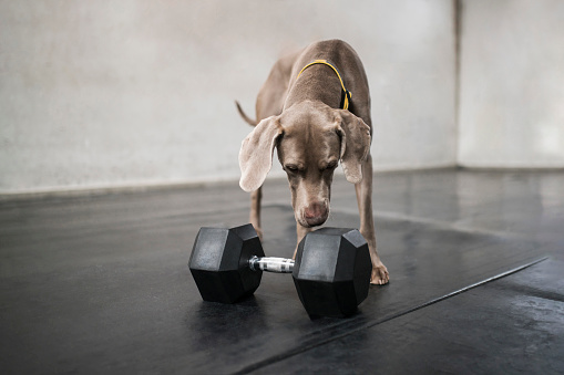 Weimaraner dog at the gym.
