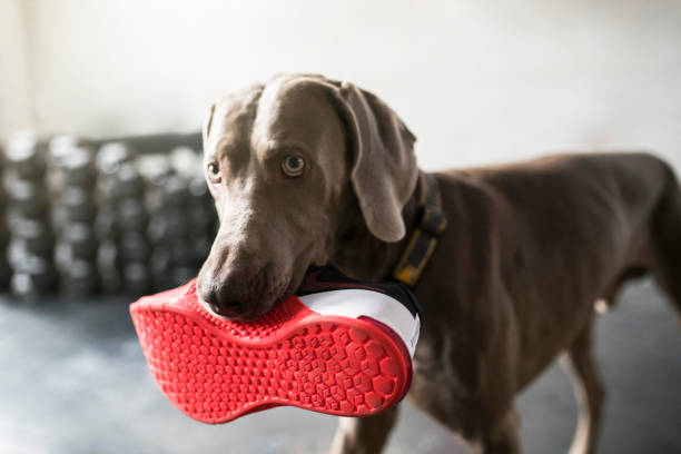 Shoe Thief Weimaraner dog stealing a shoe. weimaraner dog animal domestic animals stock pictures, royalty-free photos & images