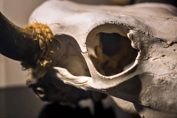 istock Still Life Cow's Skull On Desk Close-up 843081764