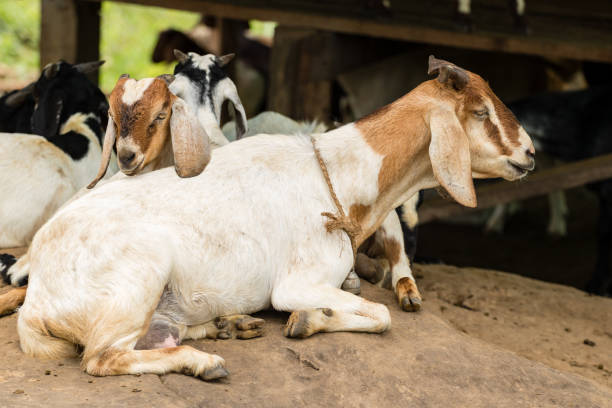 istock cute of goat resting on the rock 843084152