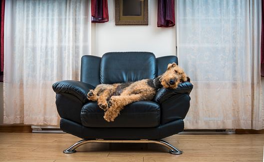 The Airedale terrier dog sleeping in the chair in the living room