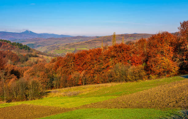 istock forest with red foliage on hills in countryside 843092708