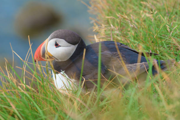 istock Atlantic puffin is found in the North Atlantic Ocean. 843095334