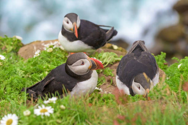 istock Atlantic puffin is found in the North Atlantic Ocean. 843095572