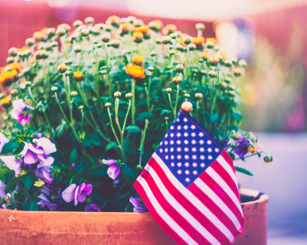 istock Patriotic American flag background with chrysanthemums 843095616