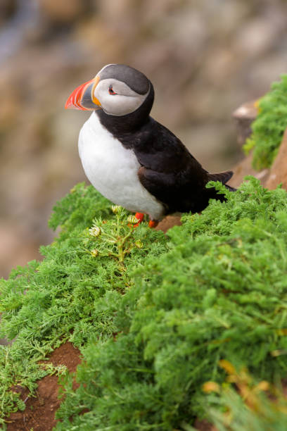 istock Atlantic puffin is found in the North Atlantic Ocean. 843095790