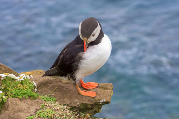 istock Atlantic puffin is found in the North Atlantic Ocean. 843097958
