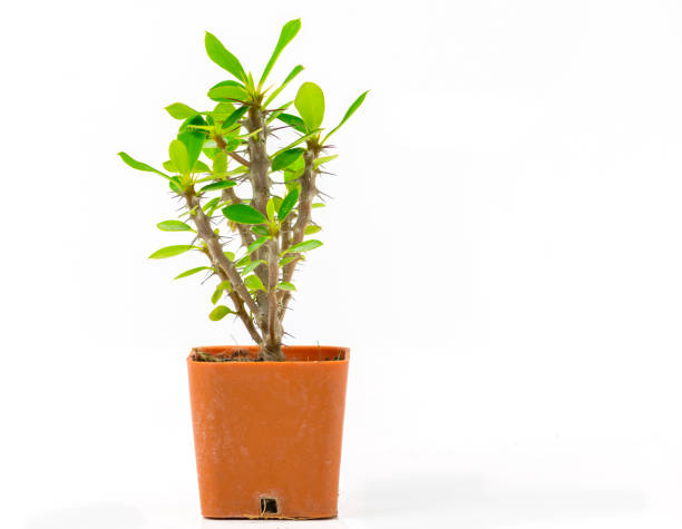 istock Cactus isolated on white background. Small plant in pot 843098960