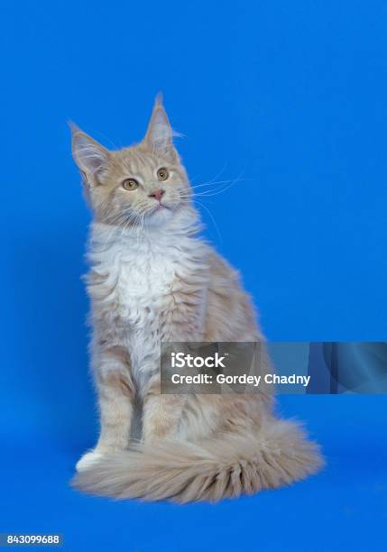 Cat Stock Photo - Download Image Now - Animal, Beagle, Bernese Mountain Dog