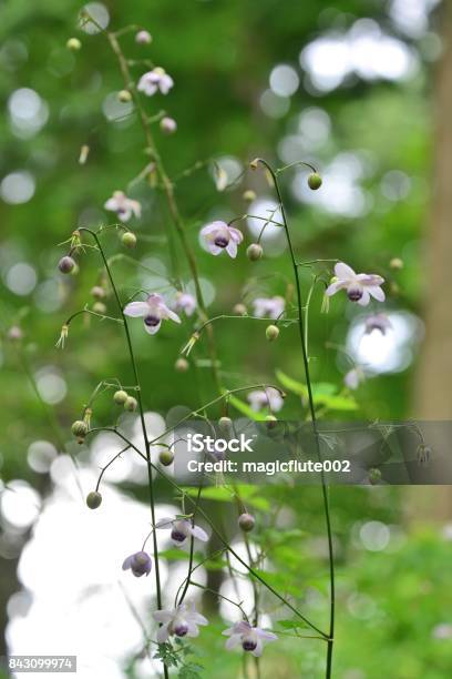 Anemonopsis Macrophylla Flower Stock Photo - Download Image Now - Anemonopsis, August, Buttercup Family
