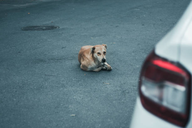 istock Dog Lying on the Street 843105848