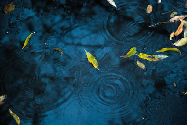istock Yellow and green leaves on asphalt and puddles 843105990