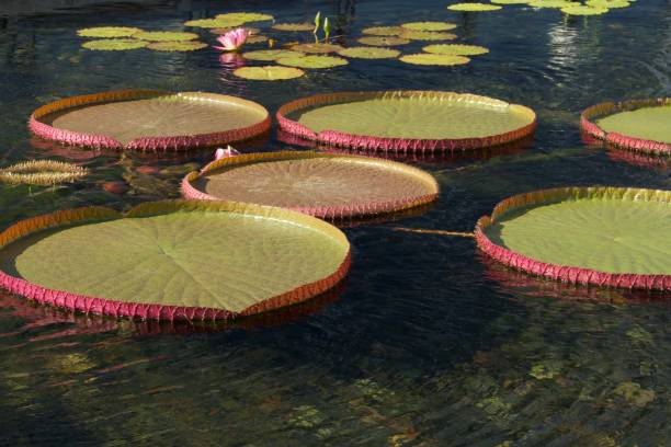 istock Graceful Giant Water Lily Background 843106120
