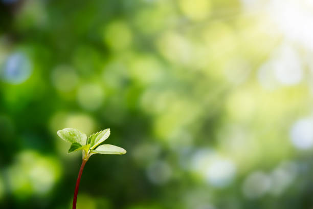 istock Green sprout growing on blurred green bokeh with soft sunlight  background, environmental concept 843110072