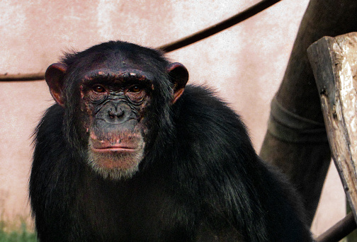 Monkeys Look A Monkeys Deep Look Stock Photo - Download Image Now - Animal Body Part ...