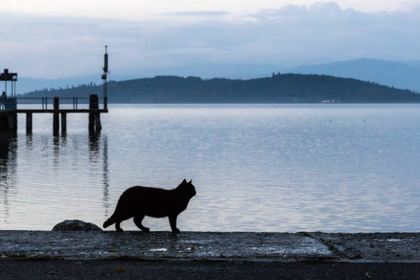 istock A cat silhouette on a pier on a lake at dusk 843111106