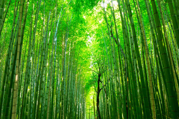 istock Bamboo forest of Arashiyama 843117860