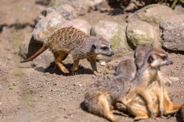 istock Meerkats in the wild 843118318