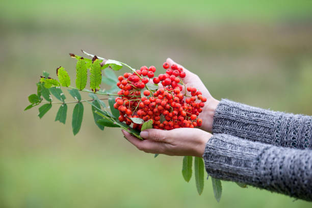 istock Orange Sorbus berries in a woman's hand. Abstract autumn background 843119102