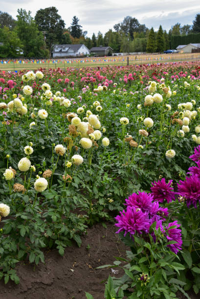 Filas de Dahlias - foto de stock