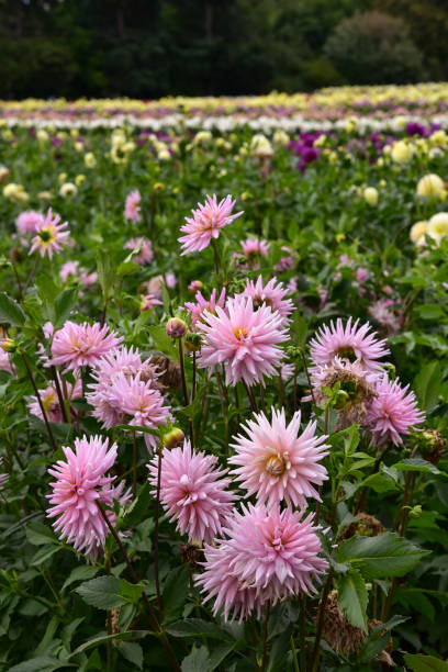 Rosa Dahlias - foto de stock