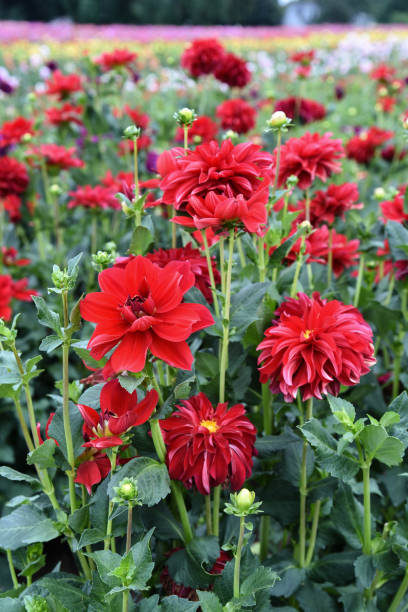 Red Dahlias - foto de acervo