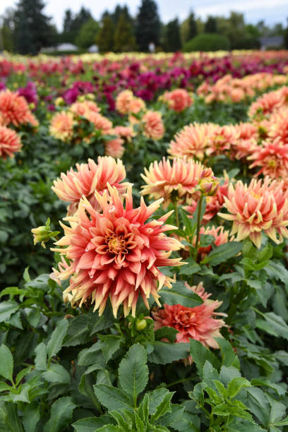 Dalias Cactus naranja en una granja de Dahlia - foto de stock