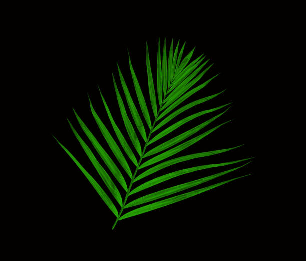 istock Green leaves of palm tree isolated on black background 843119928