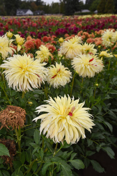 Flores de Dalia grande en una granja de Feld - foto de stock