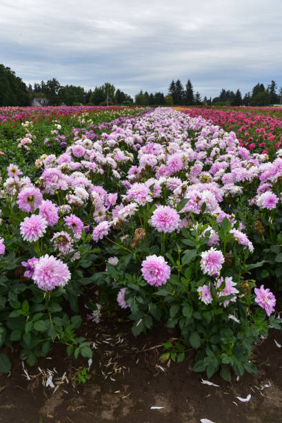 Linha de lavendar dálias em um campo de flores. - foto de acervo