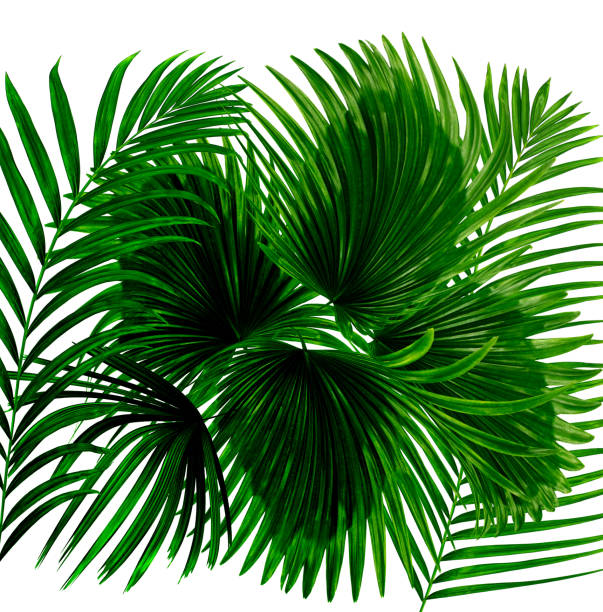 istock Green leaves of palm tree on white background 843120292
