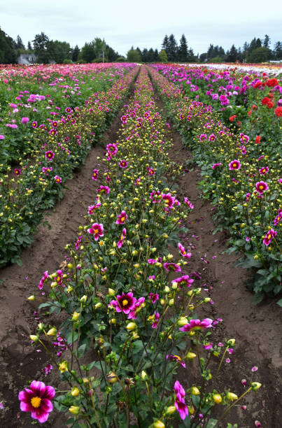 Linhas de flores em uma fazenda de Dahlia - foto de acervo