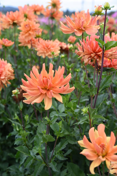 Flores de laranja Dahlia - foto de acervo