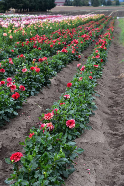 Filas de flores en la granja de Dahlia - foto de stock