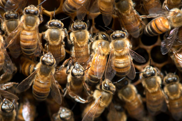 istock Honey Bee on the hive in Southeast Asia. 843124170