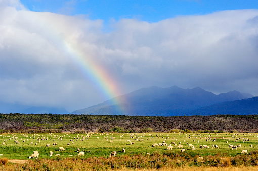 Pasture meadow and rainbow at dramatic sky, New Zealand.