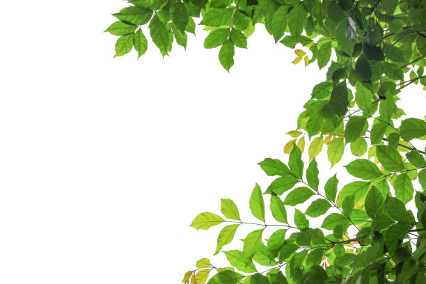istock branch of green leaf isolated on white background with copy space for backround, concept for spring summer 843135844