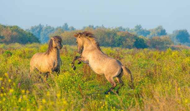 Herd of horses in a field at sunrise in summer Herd of horses in a field at sunrise in summer konik stock pictures, royalty-free photos & images