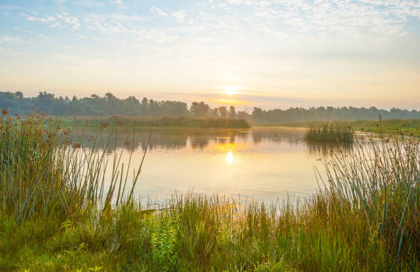 istock Shore of a pond at sunrise in summer 843136484