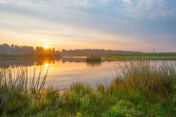 istock Shore of a pond at sunrise in summer 843136520