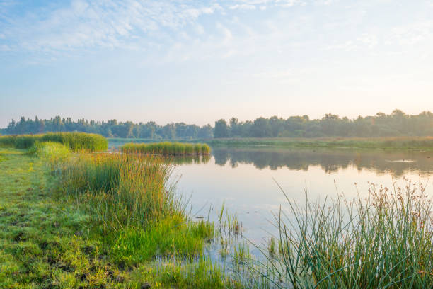 istock Shore of a pond at sunrise in summer 843136730