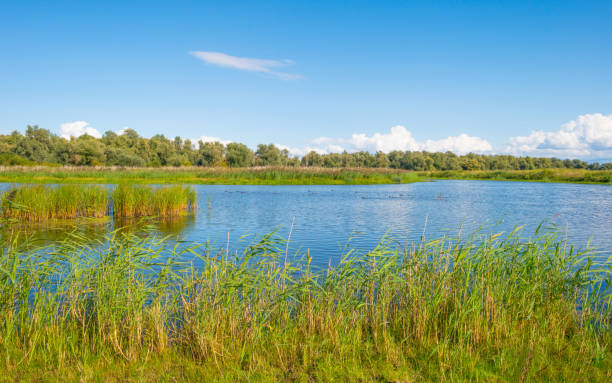 istock Shore of a lake in sunlight in summer 843137680