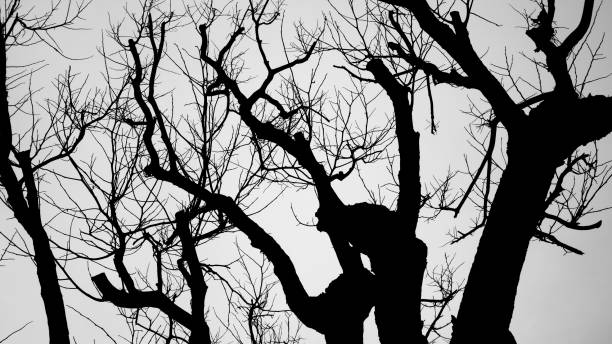 istock Dark branch in halloween background concept. 843139788