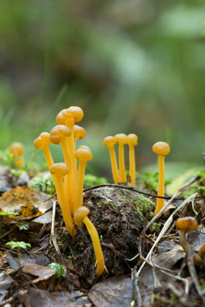 istock Jelly babies, Leotia lubrica growing in wet environment 843140106