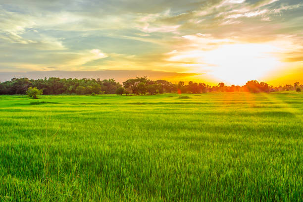 istock Dawn, Dusk, Field, Land, Meadow 843141024