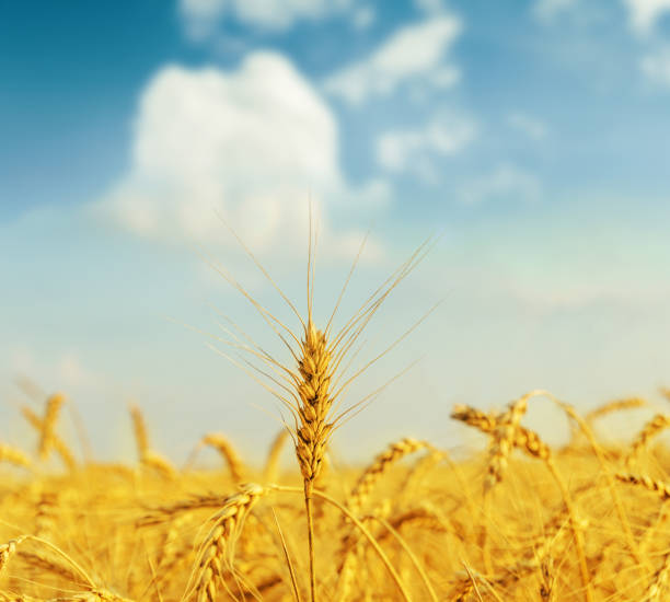 istock golden ear of wheat in sunset 843143616